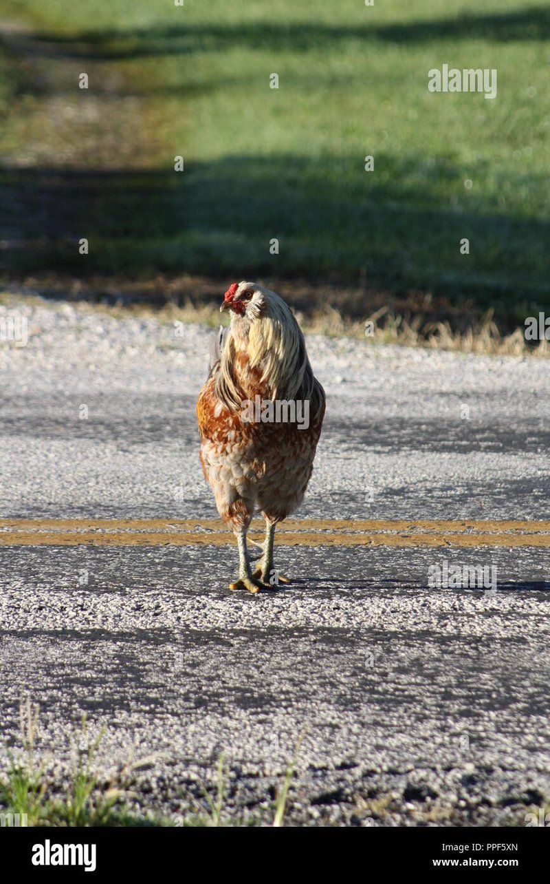 Best chicken road in Netherlands