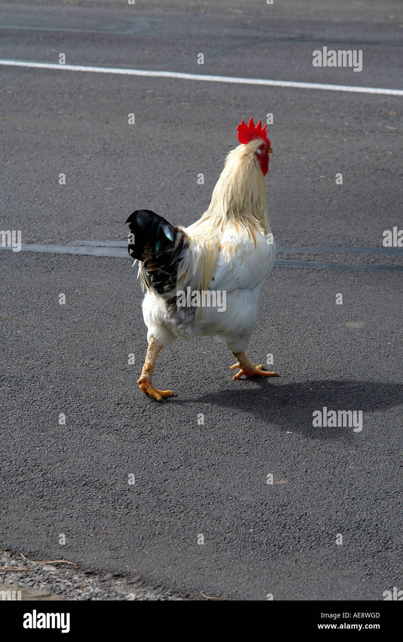 Learn about chicken road oficial