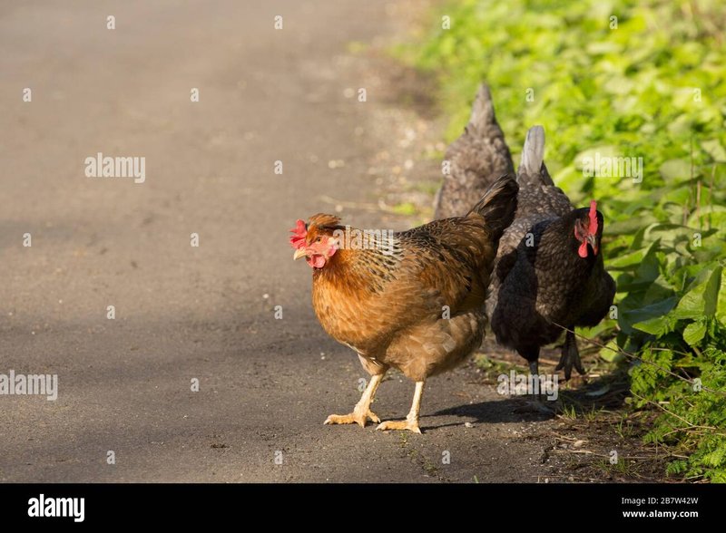 Află mai multe despre chicken road game