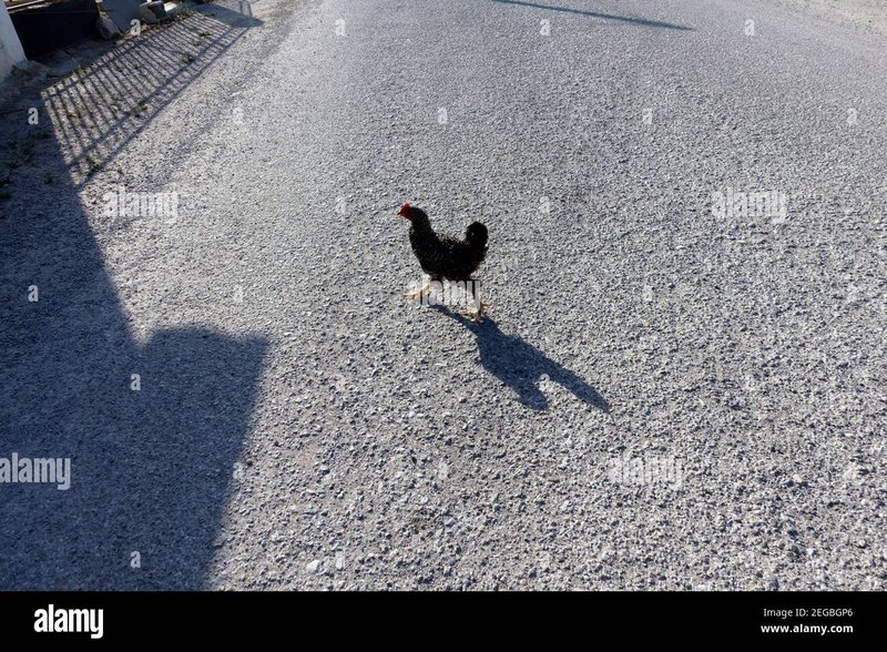 Guide to chicken road oficial
